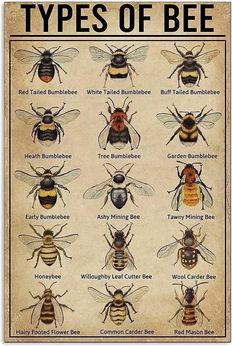 Bee Knowledge Metal Tin Sign Vintage Types Of Bees Printing Poster School Garden Farm Cafe Bedroom Bathroom Kitchen Home Art Wall Decoration Plaque 12x16 Inch