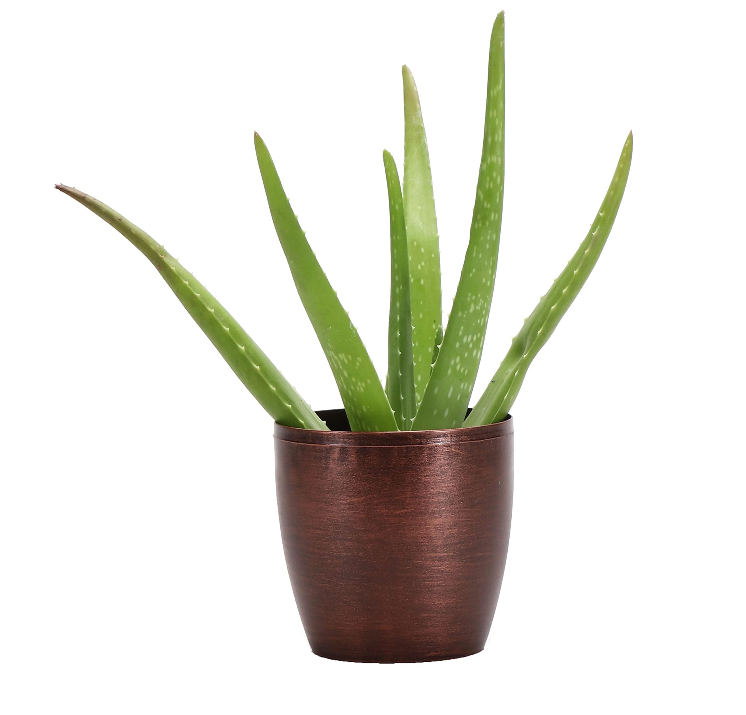Thorsen's Greenhouse Aloe Vera 4 inch Pot