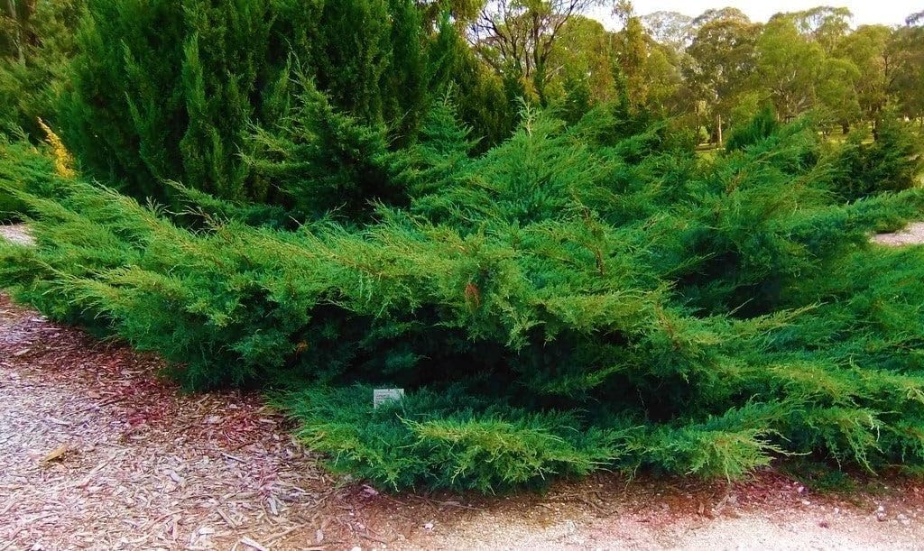 Seagreen Juniper | 2 Extra Large Trade 3 Gallon Plants | Elegant & Hardy Evergreen Shrub, Perfect for Ground Cover, Landscaping, Topiary & Bonsai, Vibrant Foliage for Garden & Outdoor Spaces