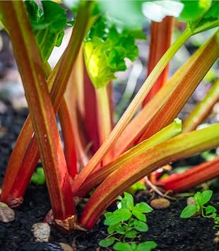 Rhubarb Victoria 50 Seeds Rheum Rhabarbarum Heirloom - Open Pollinated
