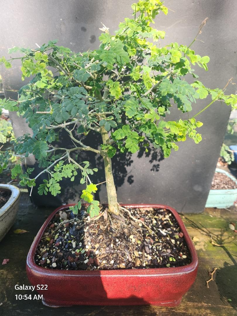 Bonsai Brazilian Raintree Tree