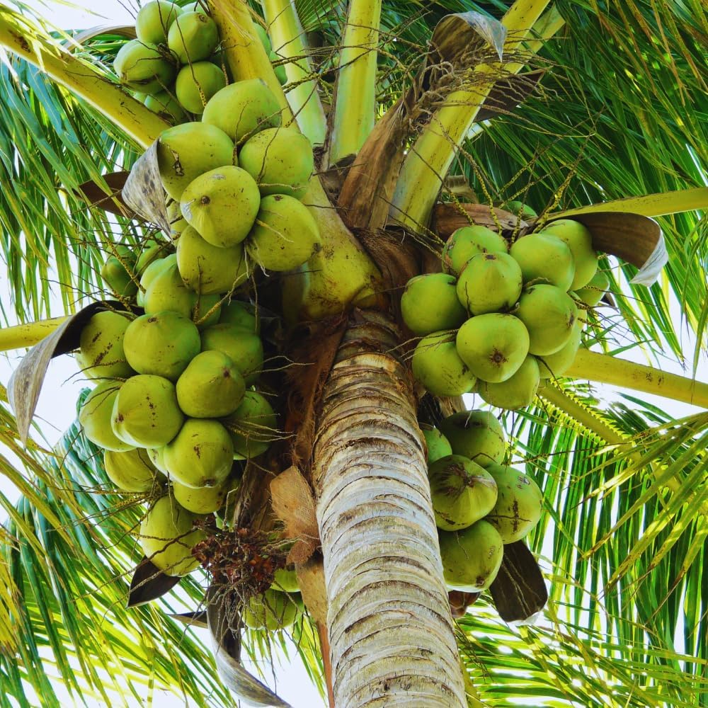 Sprouted Green Coconut Plant Tree, 6 to 8 Inc Long, Coconut Tree Live Plant