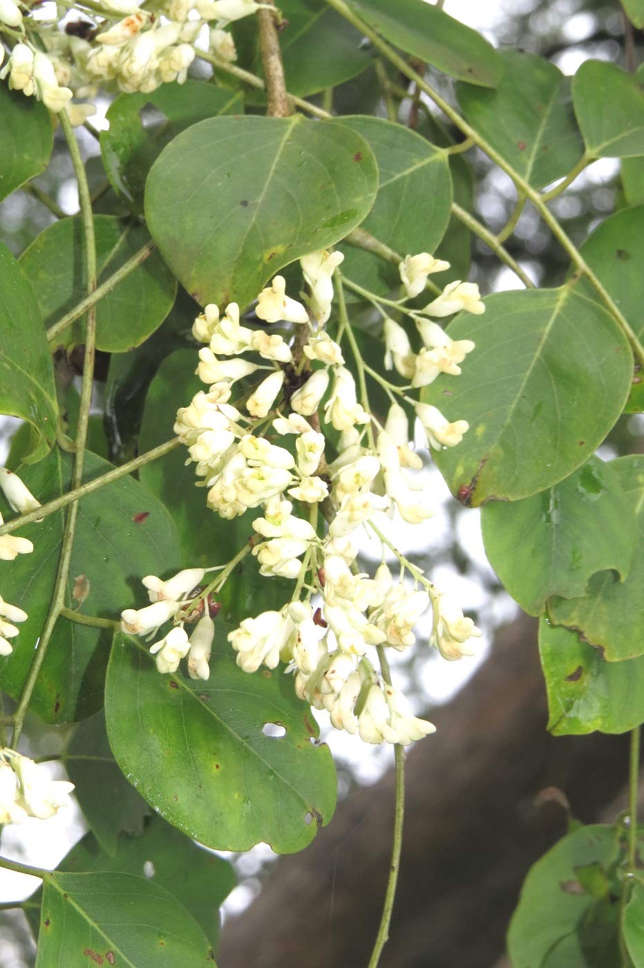Plantzoin Indian blackwood Kala-shisham Dalbergia latifolia Sissoo Live Plant (B08WHF7K5H) Amazon Price History, Amazon Price Tracker