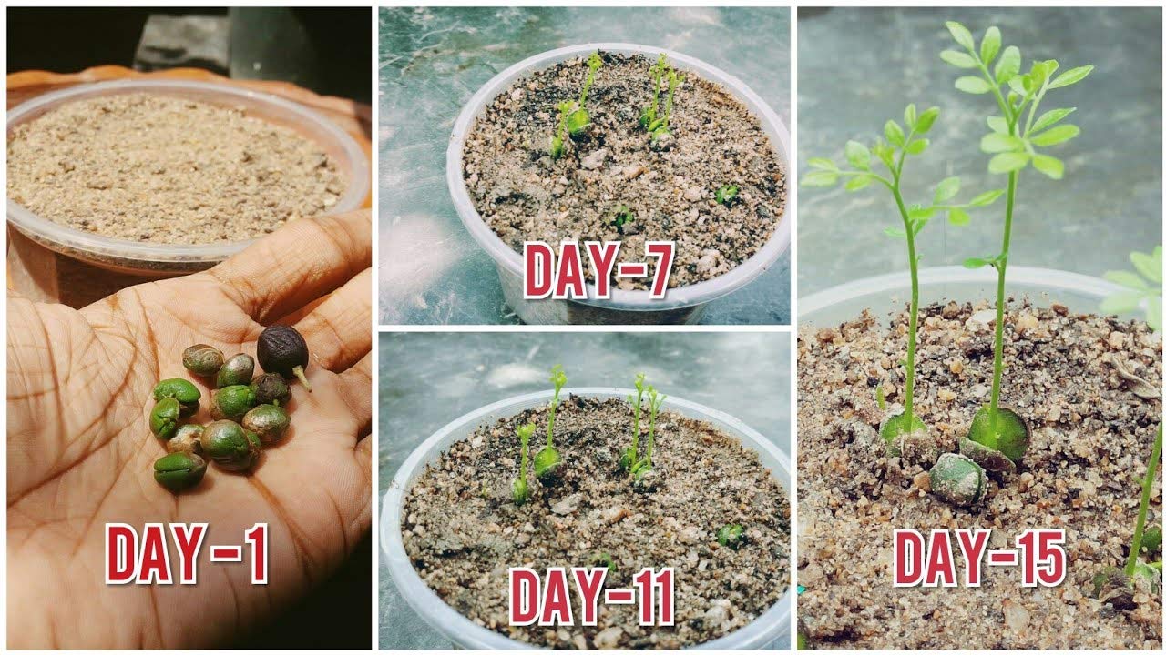 Amazon.com : Curry Leaf Seeds, 10 Curry Leaves Plant Seeds with higher  germination rate, Murraya koenigii Seeds, Curry Plant Seeds for Indoor/  Outdoor Planting from Sri Lankan Organic Home Garden : Patio,