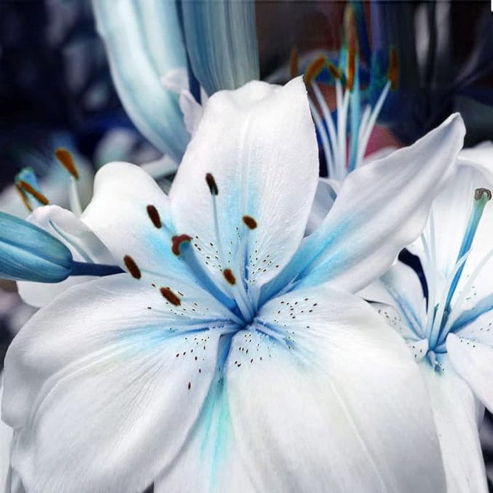 Lily Bulbs for Planting Now UK,Lily Bulbs Potted,Bedding,Plants,Rhizome,Ornamental,Resistant,Gorgeous,Balcony Garden Bulbs-8bulbs-D