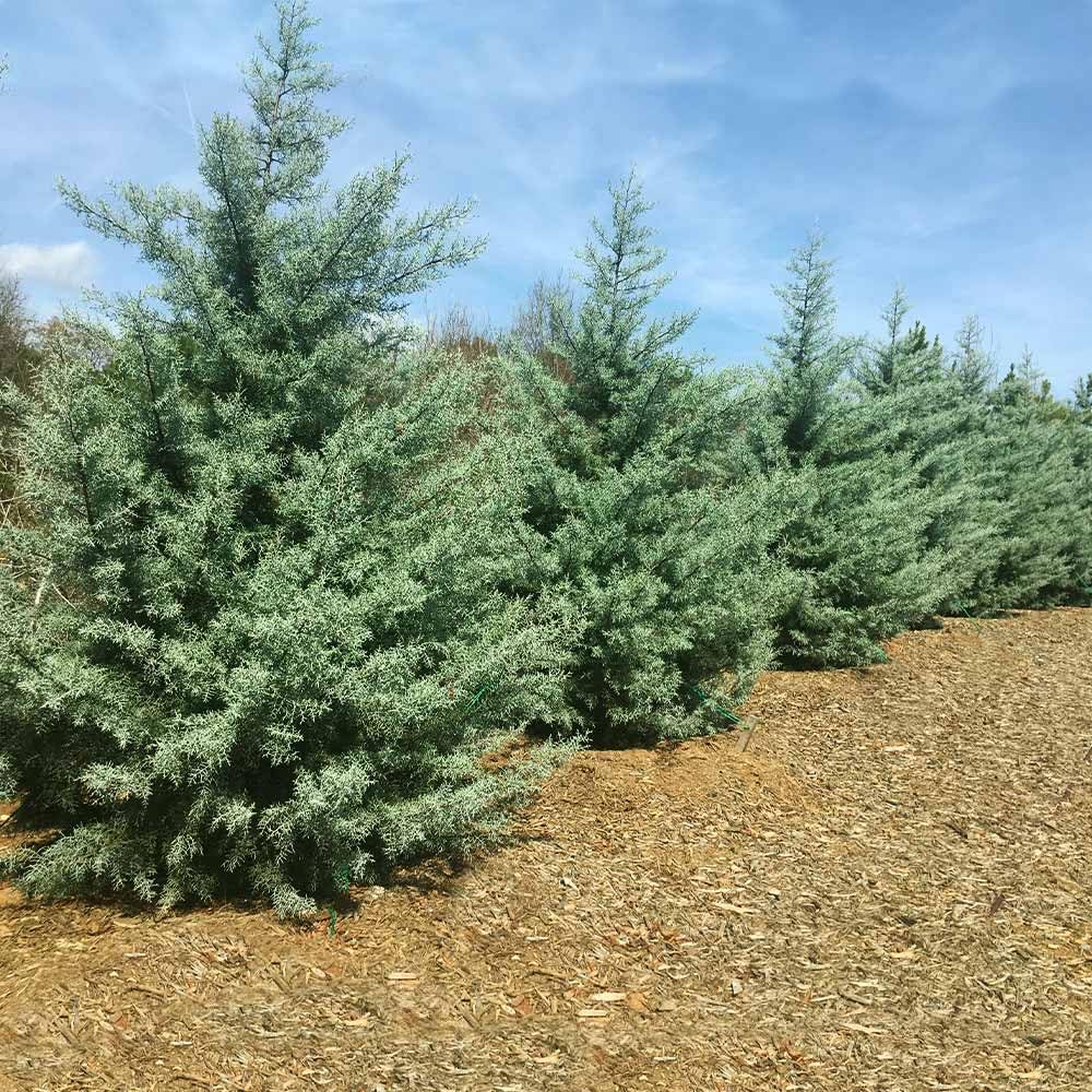 Brighter Blooms Carolina Sapphire Cypress