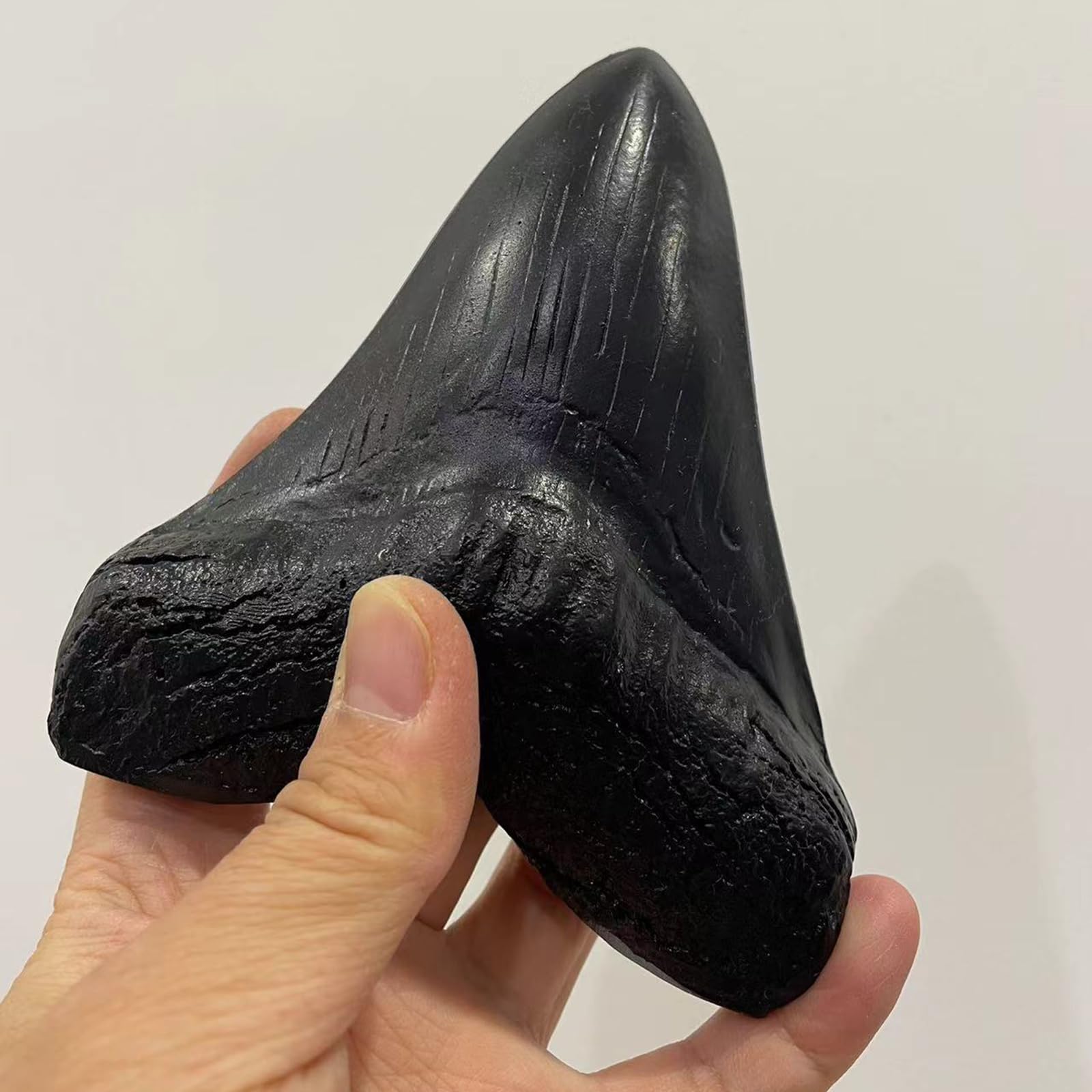 Modelo de Diente de tiburón de Resina Megalodon - Modelo fósil paleontológico - para decoración de Oficina de Adorno de Tienda de Mesa