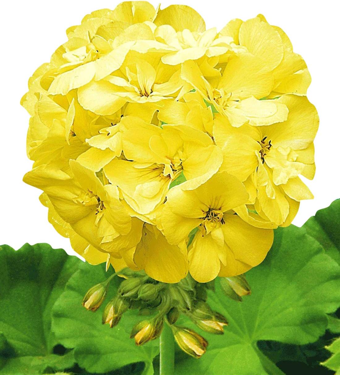 Nema Japanese Rosebud Pelargonium Geranium Flower Seeds-Yellow -100Pcs