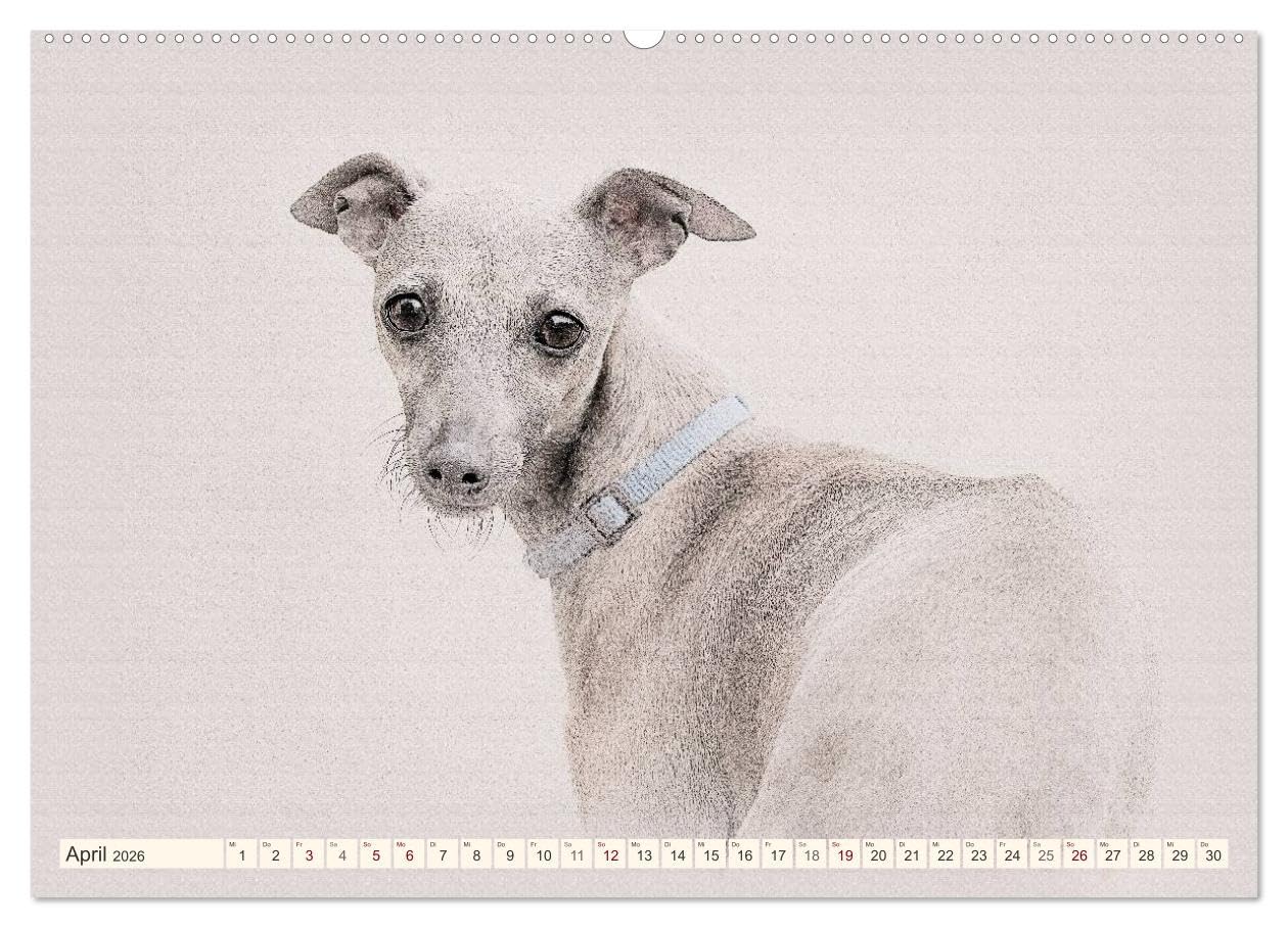Windhunde 2026 (Wandkalender 2026 DIN A2 quer), CALVENDO Monatskalender: Windhunde - Wunderschön gestalteter Kalender. Jedes Monatsmotiv gleicht einem kleinen Kunstwerk. (CALVENDO Tiere)