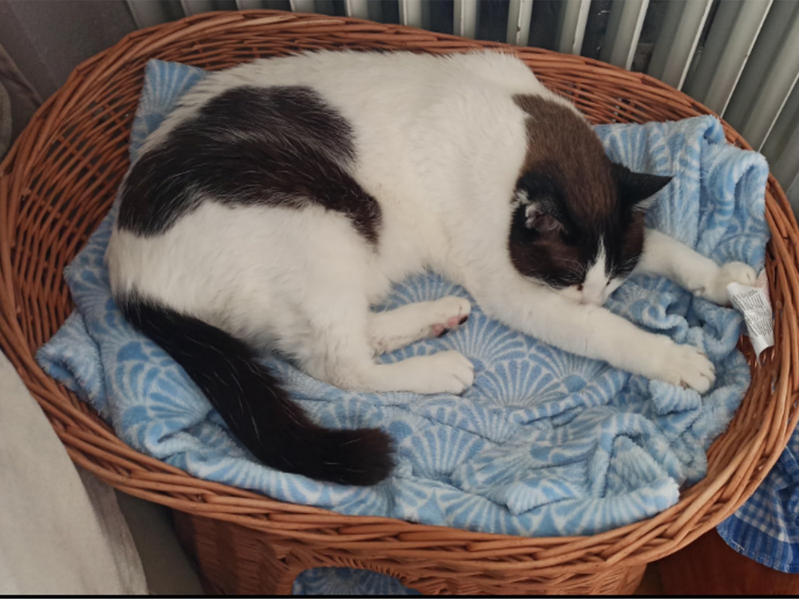 Katzenkorb zum Schlafen – Katzenhütte Indoor – Größe L: 60 cm oval – Katzenhöhle aus Weide – Zweistöckiger Hunde – oder Katzenbett – Natürliche Korbfarbe
