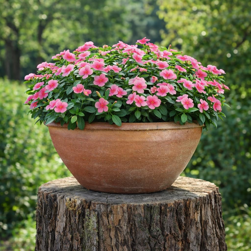 Steinzeug-Blumentopf/Pflanzkübel Lotus Schale Braun 41x20cm frostfest