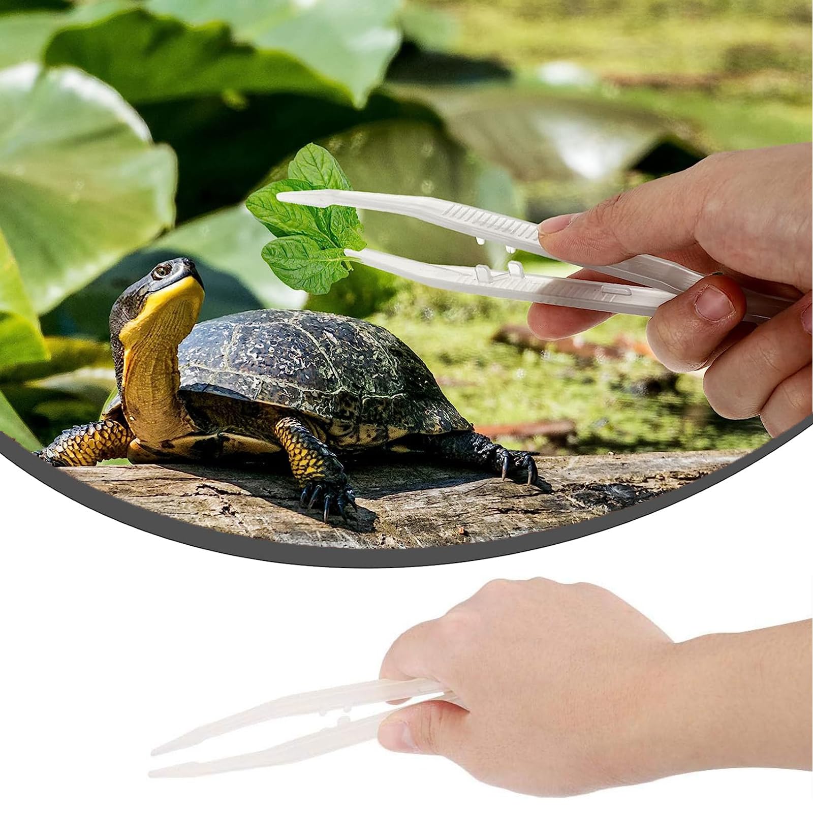 Amazon | 爬虫類ピンセット 給餌ピンセット 2本セット 蛍光