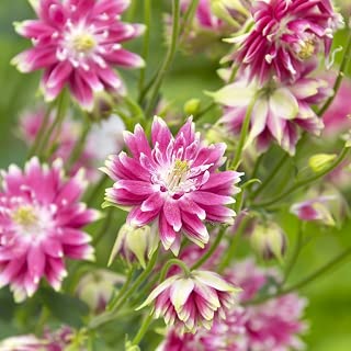 Amazon.es: GardenSeedsMarket - Jardinería: Jardín