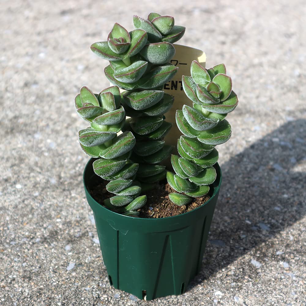しゃんてぃ☆様　多肉植物棚　GAI-W80E ♡MY♡様 多肉植物棚 GAI-NS80 - メルカリ