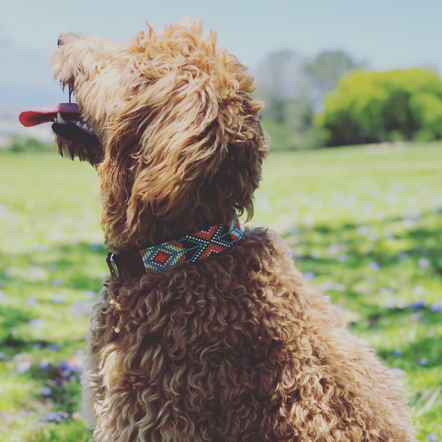 Sambboho - Biarritz Dog Collar - All Natural Soft Leather Dog Collar w/Durable Hand Stitched Bead Embroidery (14-16")