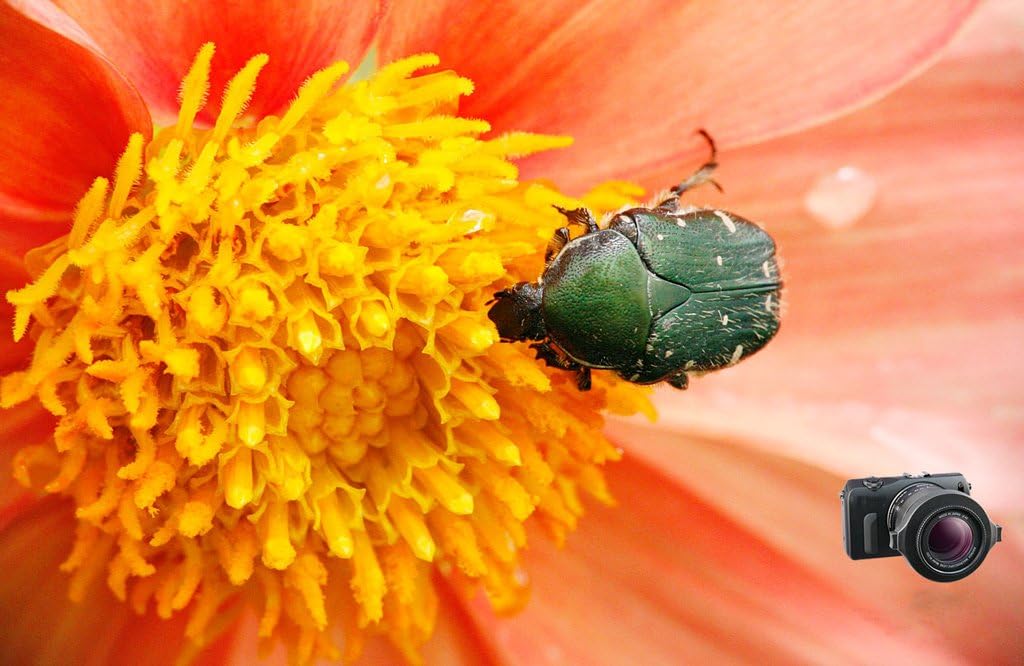 50% оƒƒ Dіѕсоunt Raynox DCR-150 Snap-On Macro Lens