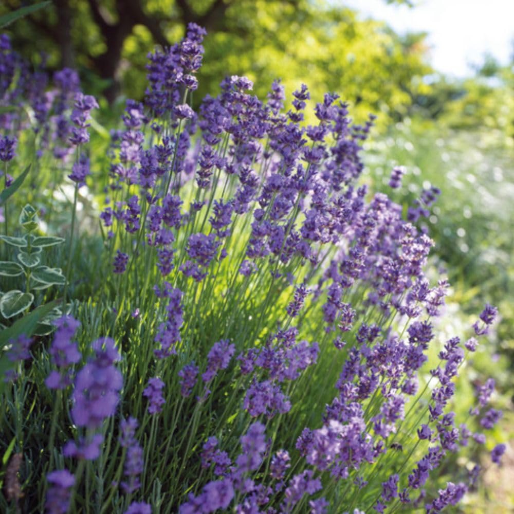 Scented Purple Flowers English Lavender Hardy Outdoor Garden Plant Attracts Bees and Butterflies, 42 Plug Plants, Lavandula Hidcote Plant by Thompson and Morgan