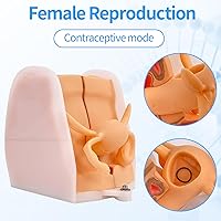 Vista 2 de Modelo de maniquí ginecológico femenino, modelo de entrenamiento Iud Modelo de anatomía genitales femeninos Modelo humano con estructura de anatomía
