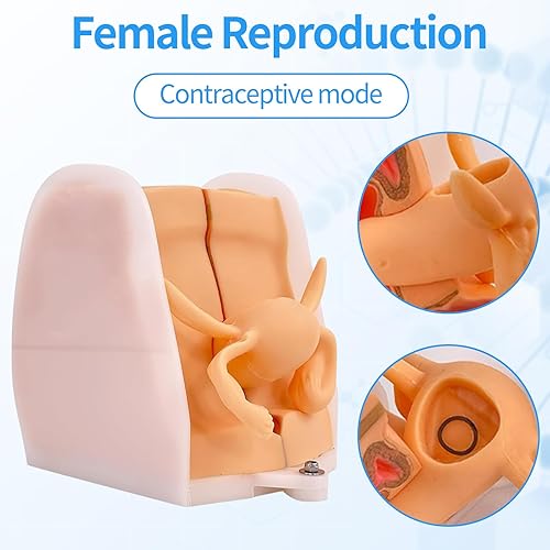 Miniatura 2 de Modelo de maniquí ginecológico femenino, modelo de entrenamiento Iud Modelo de anatomía genitales femeninos Modelo humano con estructura de anatomía