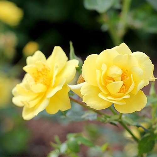 Miniatura 1 de CHUXAY GARDEN 10 semillas de rosa amarilla arbusto rosa planta floreciente amarillo brillante nativo flores silvestres decoración jardín bajo