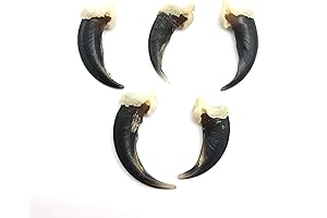 PEPPERLONELY 5pc Real Animal Claws (Coyote)