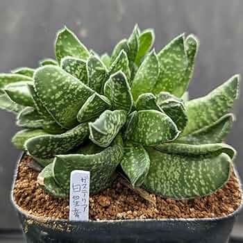 菊水　綴化　モンスト 71ziZwo4HWL._UF350,350_QL50_.jpg