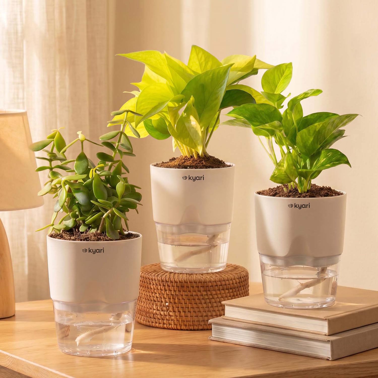 Good Luck Plant Combo - Money Plants & Jade -12 Good Luck Plant Combo - Money Plants & Jade -12