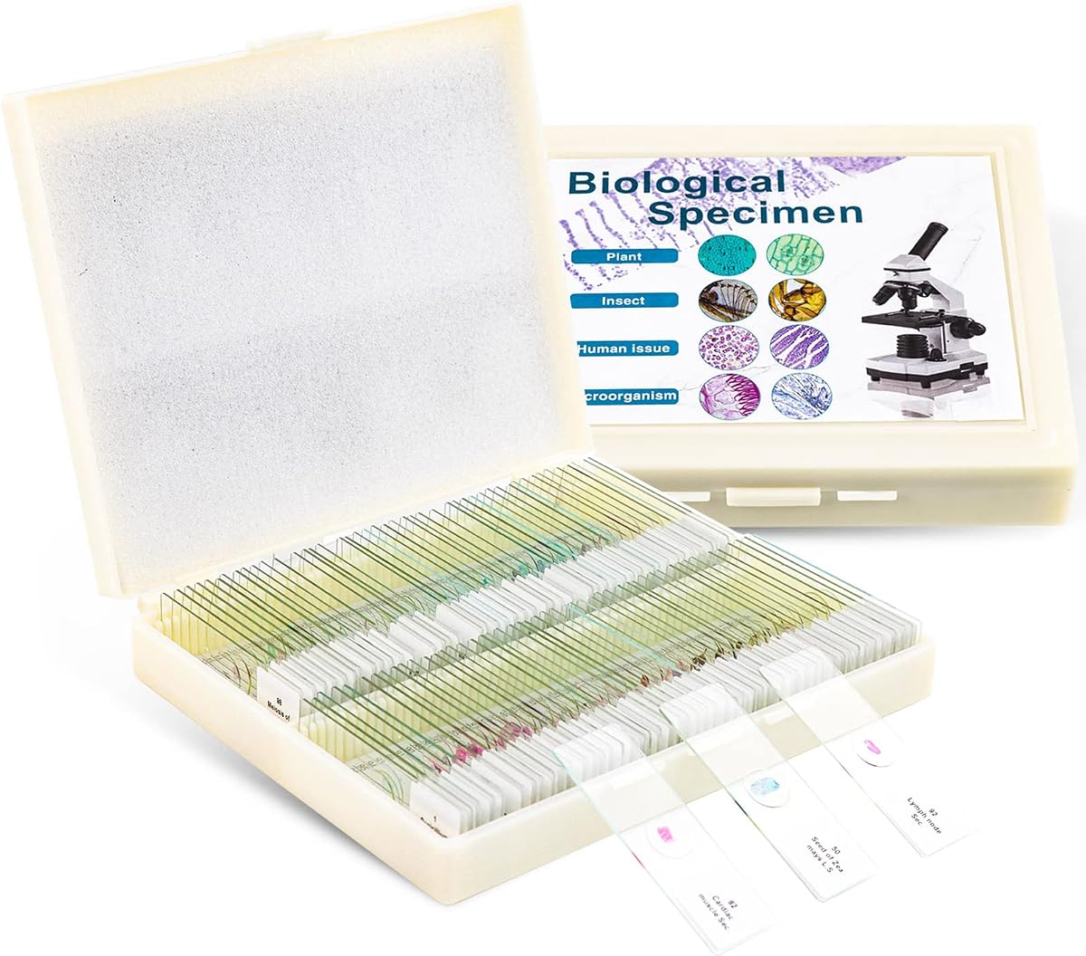 100 portaobjetos de microscopio preparados con muestras para niños adultos: bacterias, hongos, tejidos humanos, mitosis, plantas, insectos, muestras de células animales para laboratorio de ciencias biológicas, estudiantes escolares | Bacteria, Hongo, Tejidos Humanos, Mitosis, Plantas, Insectos, Muestras de Células Animales para Laboratorio de Ciencias Biológicas, Estudiantes Escolares