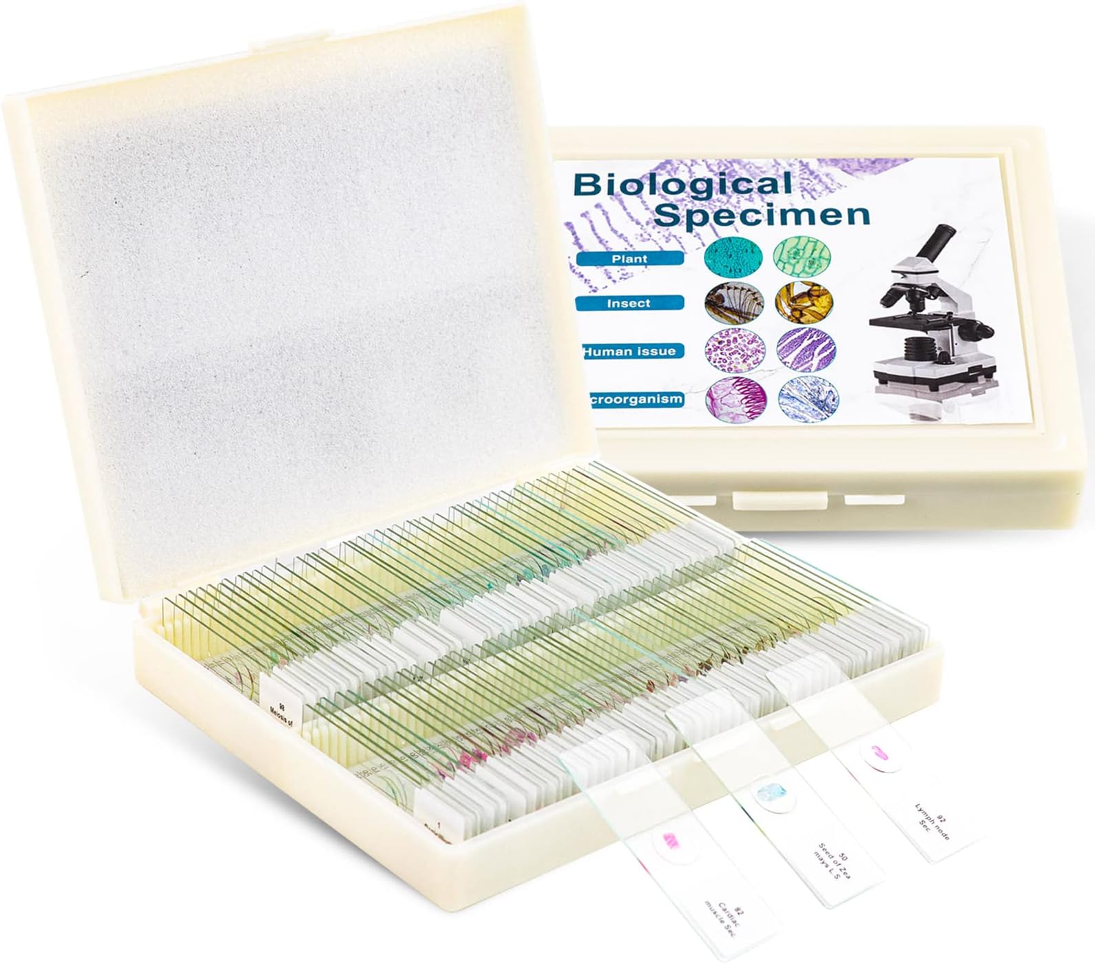 USCAMEL 100 Prepared Microscope Slides with Specimens for Kids Adults - Bacterium, Fungus, Human Tissues, Mitosis, Plants, Insects, Animals Cells Samples for Biological Science Lab, School Students