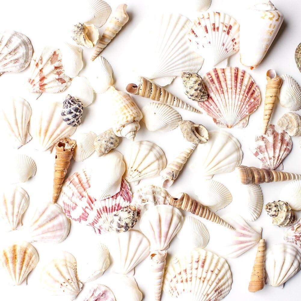 Super Z Outlet Sea Shells Mixed Beach - (Various Sizes up to 2in Shells) -Bag of Approx.50 Seashells