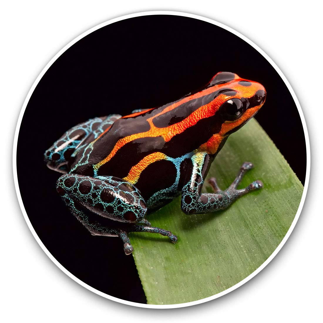 Awesome Vinyl Stickers (Set of 2) 7.5cm - Red Striped Poison Dart Frog Fun Decals for Laptops,Tablets,Luggage,Scrap Booking,Fridges #16203