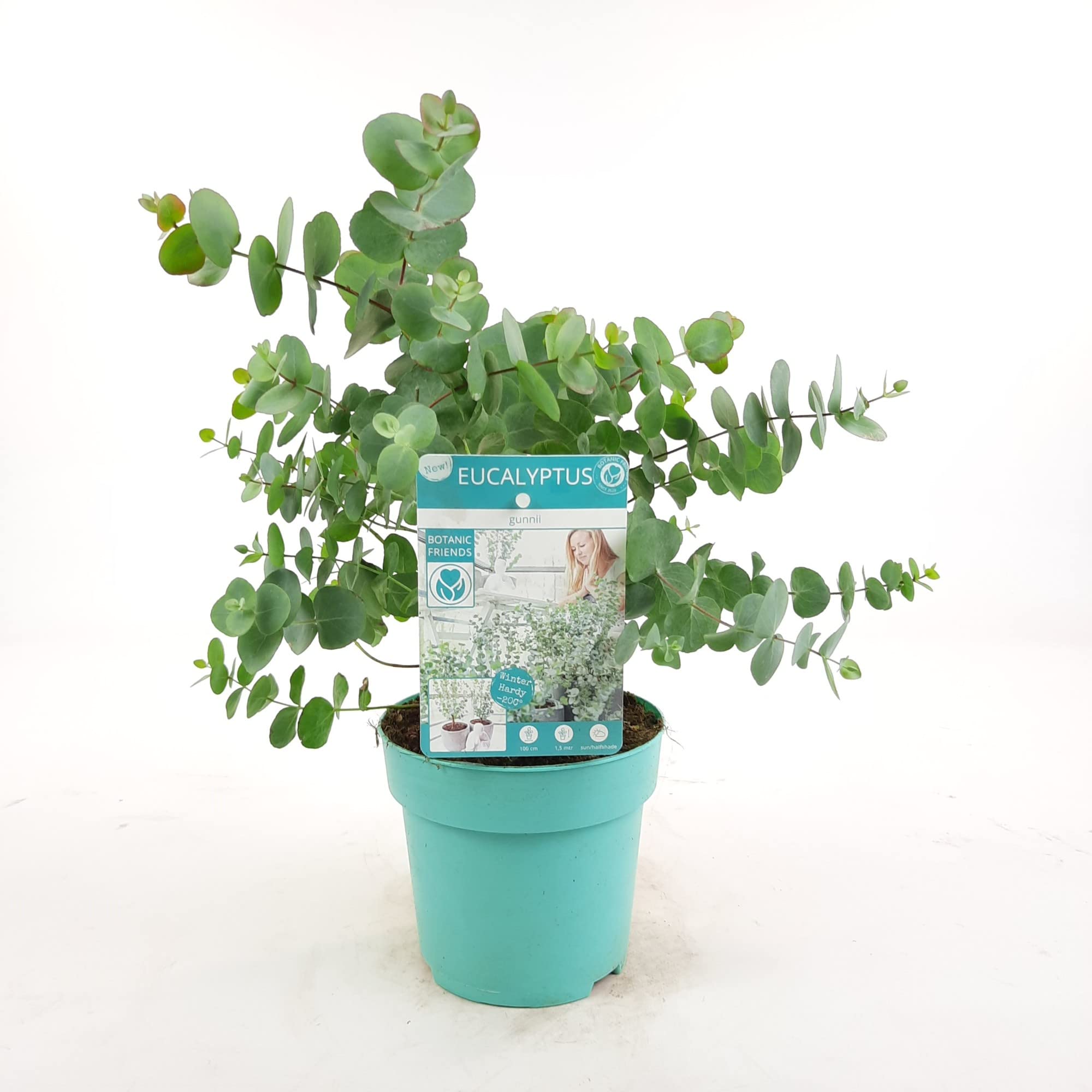 Eucalyptus 'Baby Blue' Live Plant