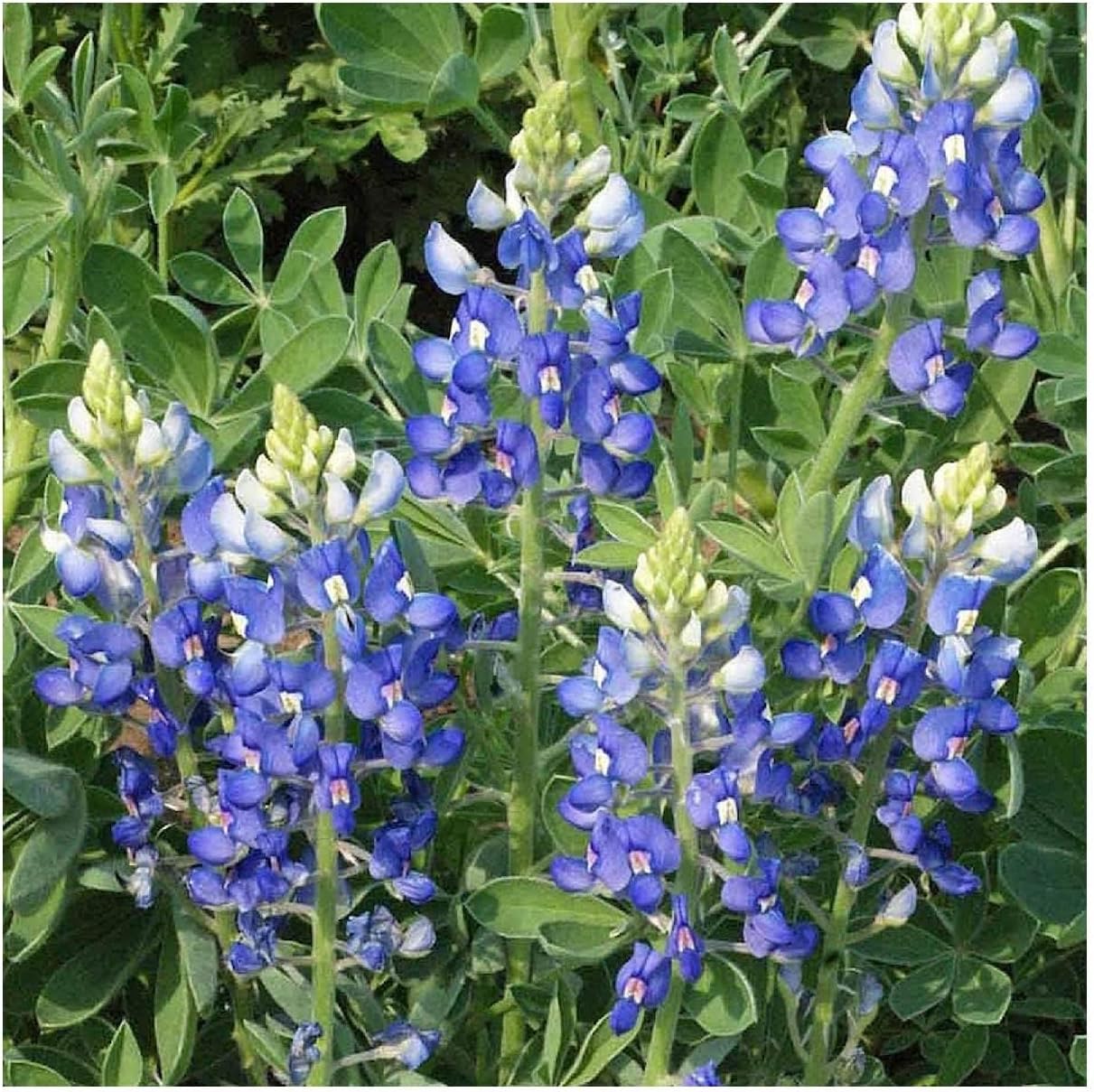 Everwilde Farms - 1/4 Lb Texas Bluebonnet Native Wildflower Seeds - Gold Vault