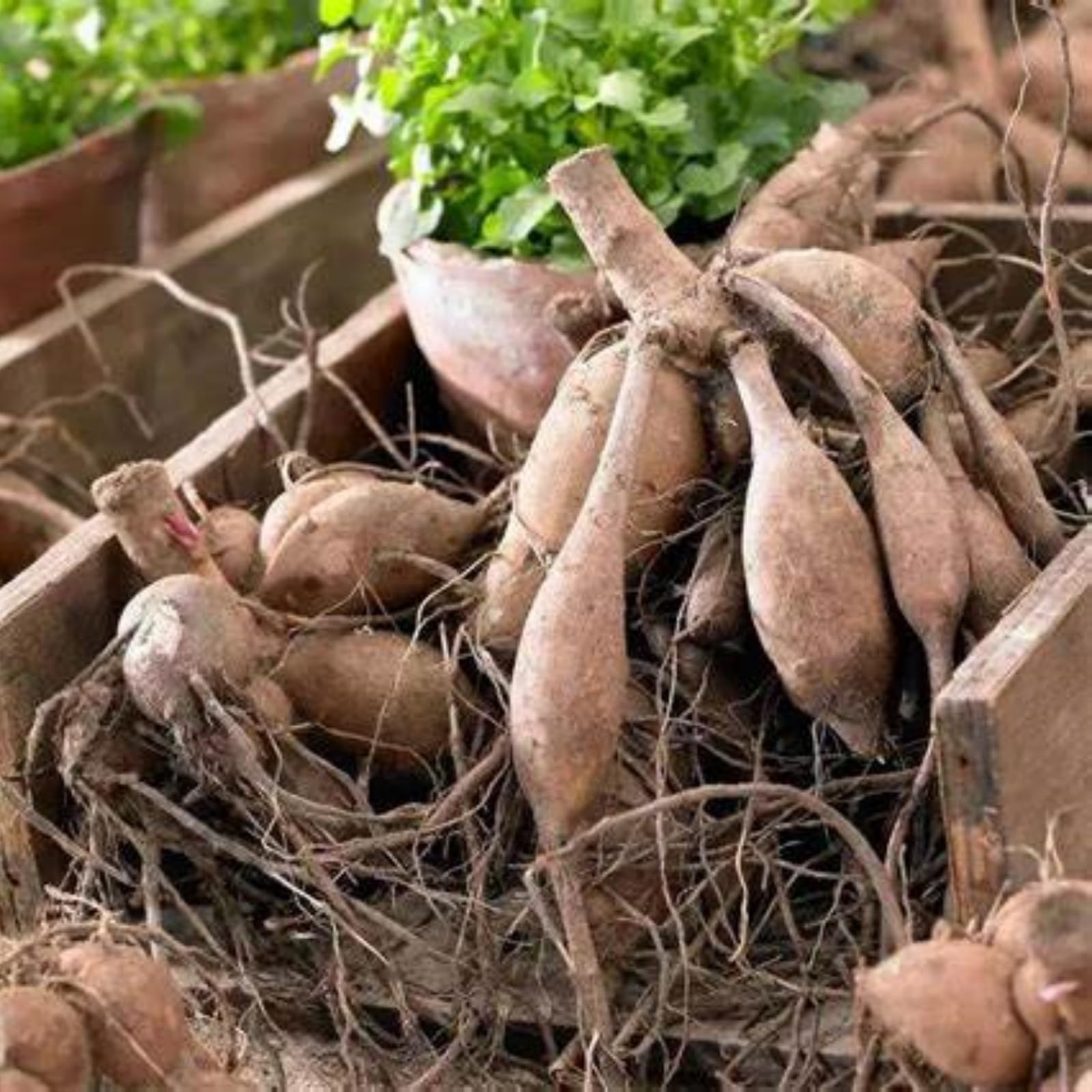 Premium Dahlien, Schattentolerante, Lange BlüTezeit, GemüTliche Gartenoase﻿, Gartendekoration, üBerraschend Wachsend, 10Dahlien-G