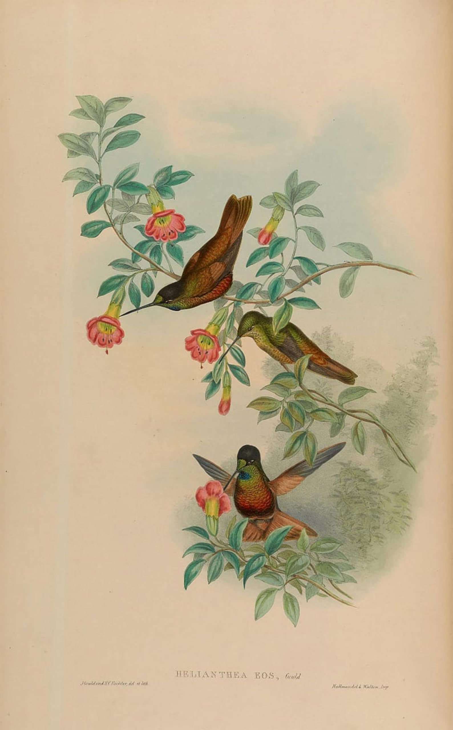POSTERIIk Famous Modern Artwork Art Mural Animal Bird Helianthea Coeligena Bonapartei by John Gould Oil Paintings Pictures for Home Decor 60x90cm