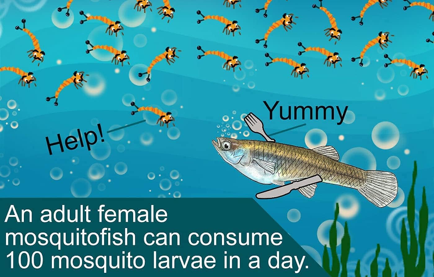 x25 Live Gambusia Mosquito Fish for Aquarium Pond Feeder Food Guppy Pets, Gray, 1-1.5 Inches