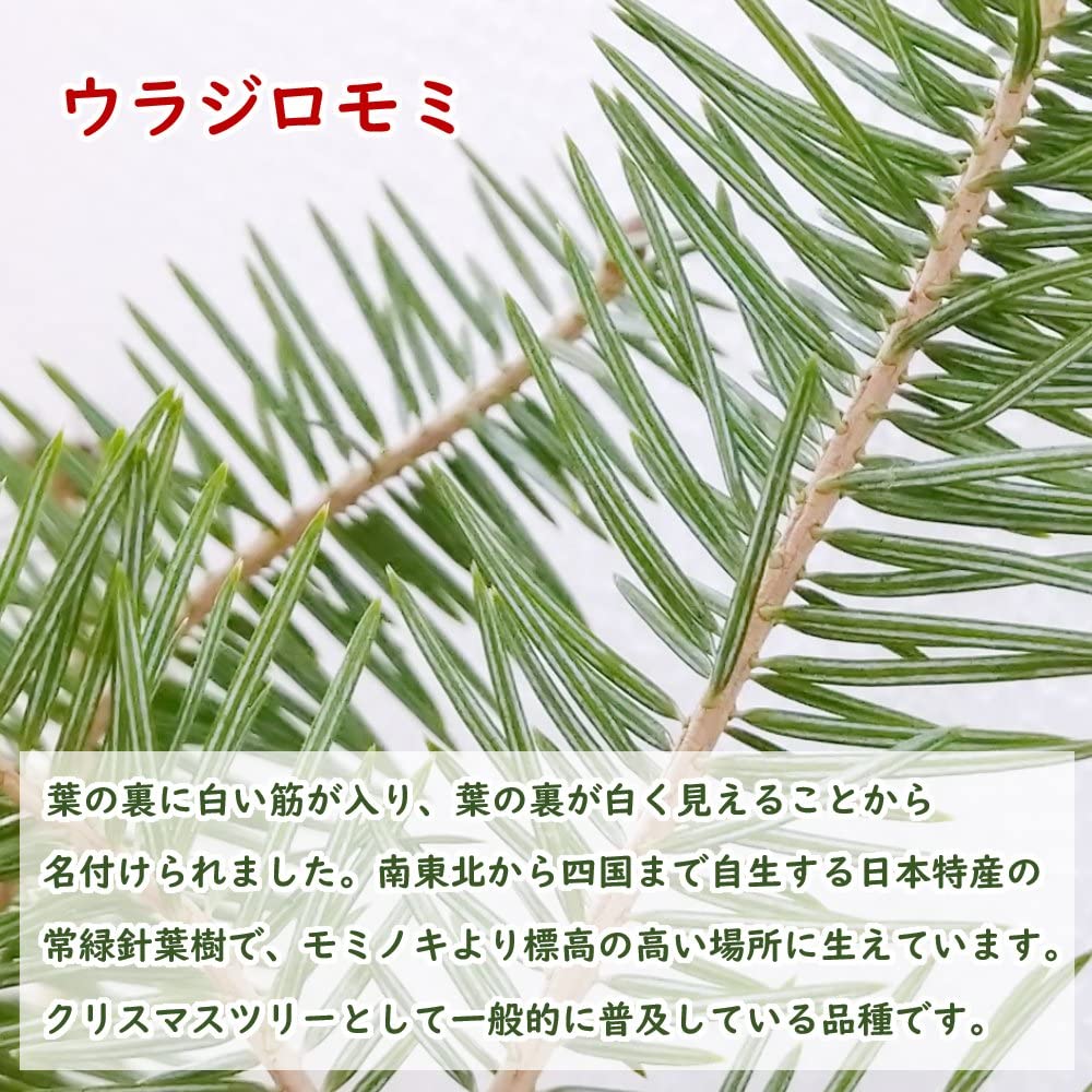 Amazon.co.jp: ウラジロモミ 根巻株 (鉢なし) クリスマスクリスマス