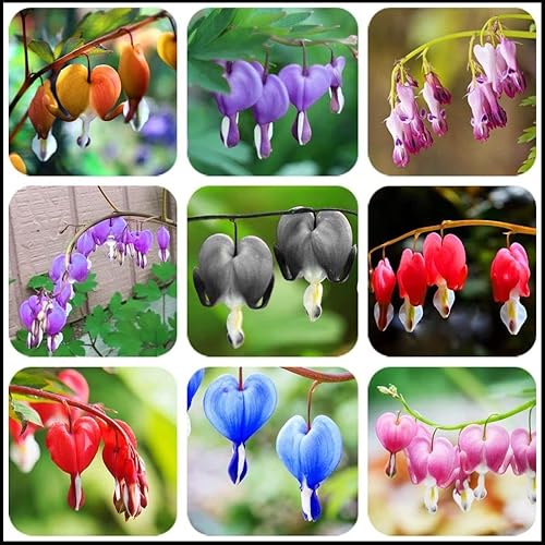 Más de 20 semillas de corazón sangrante mixto Dicentra Spectabilis Shade