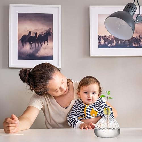Miniatura 7 de Jarrón de iniciación de brotes de semillas de aguacate, maceta de vidrio para cultivo de árbol de aguacate, tarros de propagación de vidrio a rayas