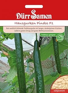 Gewächshaus Gurke Pindos F1 Treibhausgurken