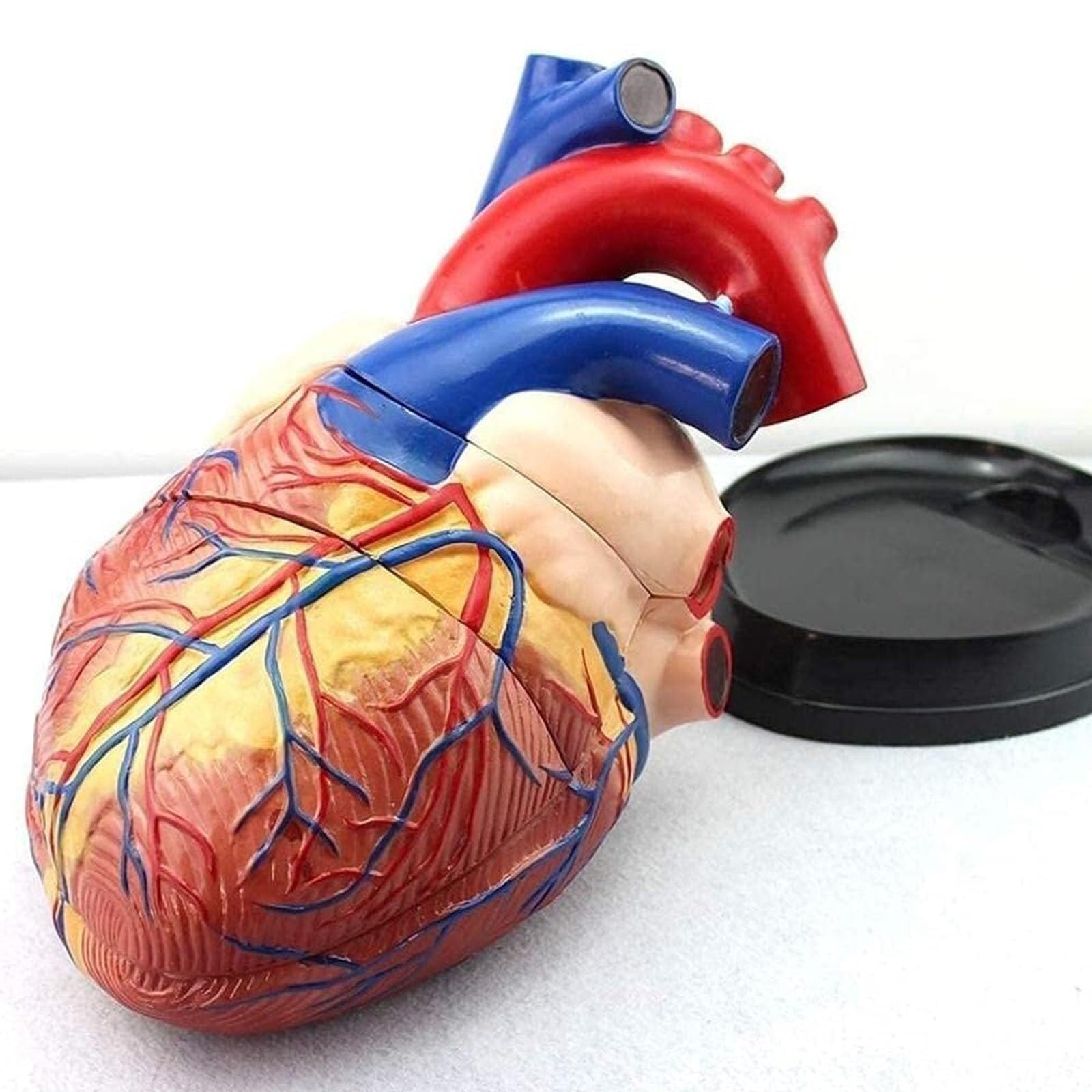 Model anatomii ludzkiego serca - anatomicznie dokładne powiększenie 4-krotny model sercowo-naczyniowy, dzielony do nauczania medycznego i prezentacji badań
