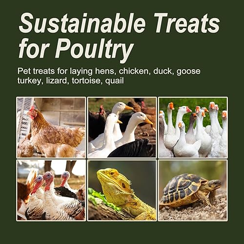 Miniatura 7 de Adaman Larvas secas de mosca soldado negro, 5 LBS-100% larvas BSF naturales, más calcio que gusanos secos de harina para pollos con alto contenido