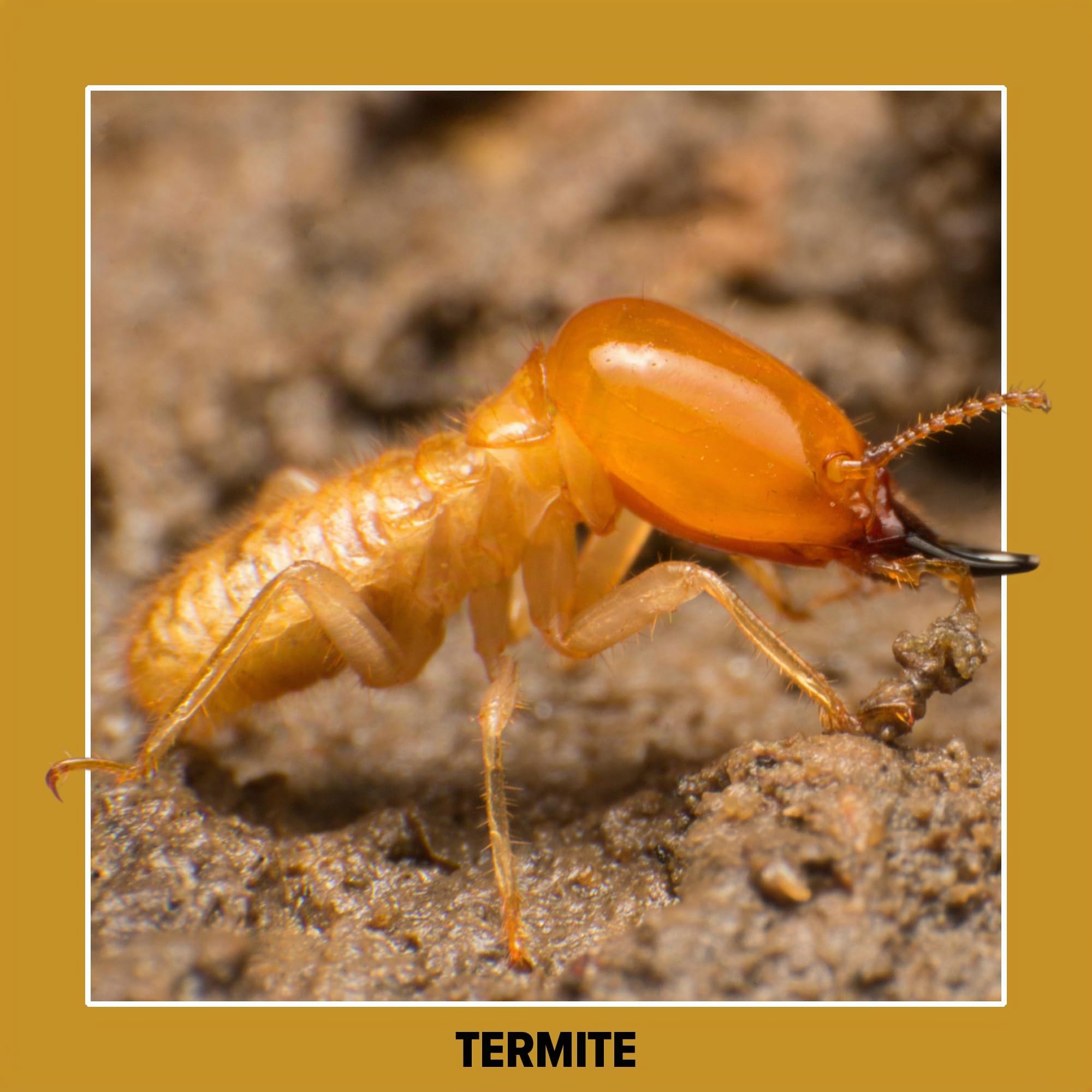 Soluguard Traitement Larves, Vers et Termites (5L) - Contre les Insectes Xylophages détruisant le Bois - Prêt à l'emploi et très Puissant