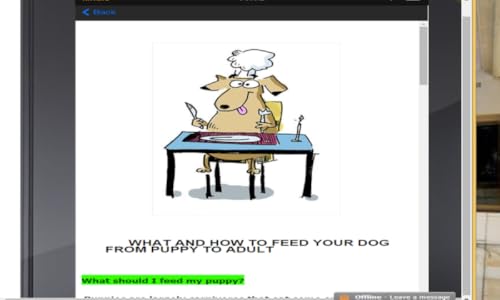 How to care for your dog from puppy to adult