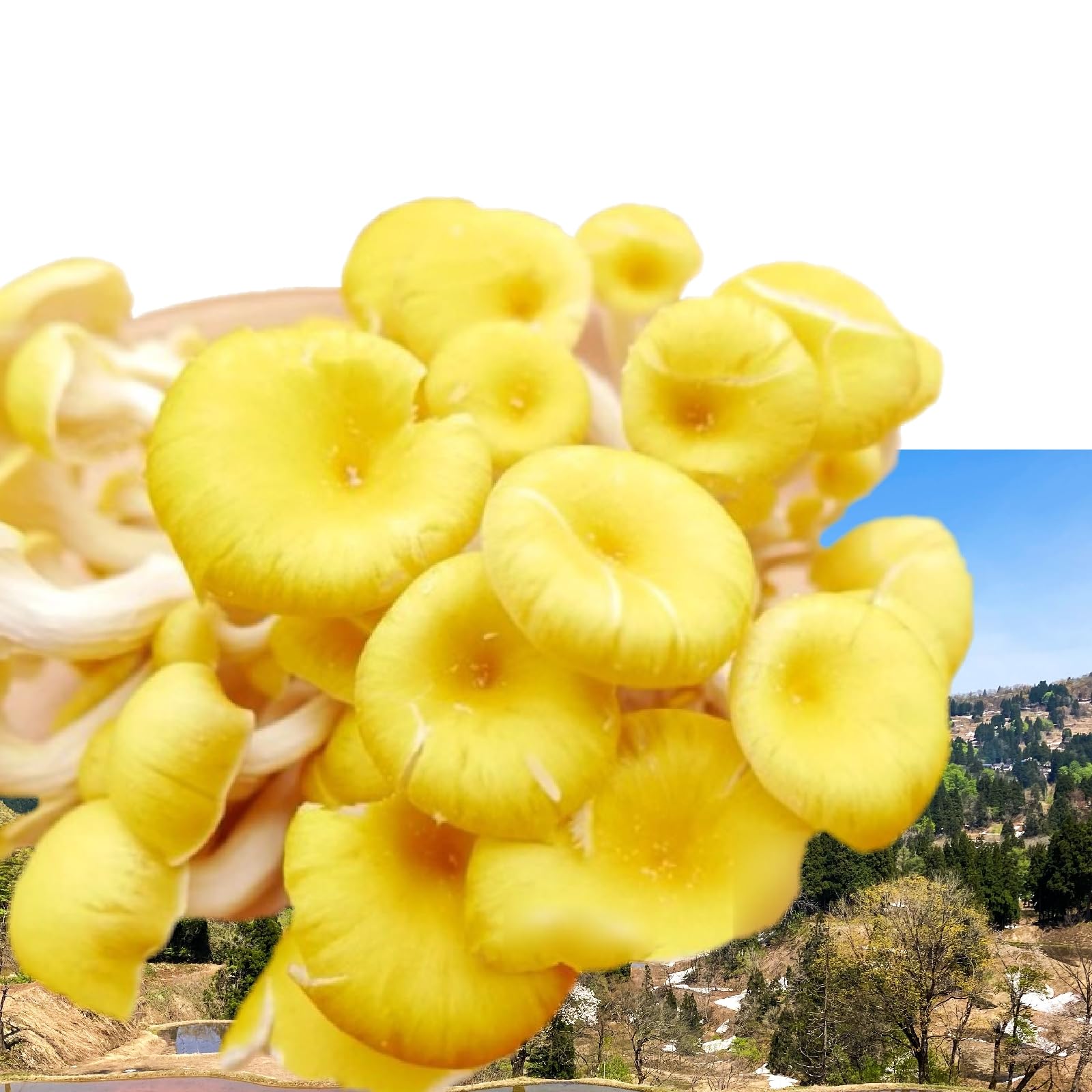 Amazon.co.jp: 幸せの黄色い スーパーきのこ「(生)たもぎ茸」約500g