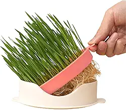 cultivo grama para gatos | cultivo grama gato hidropônico para catnip,Caixa plantio sem solo em forma peixe com bandeja malha para casa, gatil, pet shop, ao ar