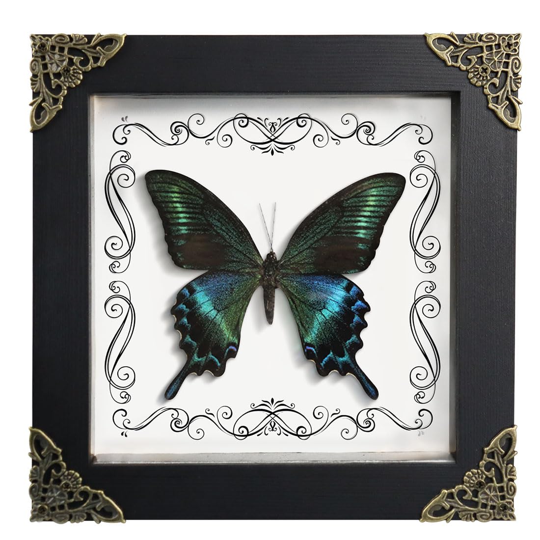 LepiBat Gems Real Framed Butterfly Taxidermy Butterfly, Handmade Taxidermy Butterfly Wooden Shadow Box Collection for Vintage & Oddities Home Art