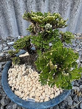 岩松 イワヒバ 盆栽 石付け 山野草 AF 石付け(13-A号)イワヒバ 岩松 イワヒバ 盆栽 石付け 山野草 AF 石付け(13-A号)イワヒバ