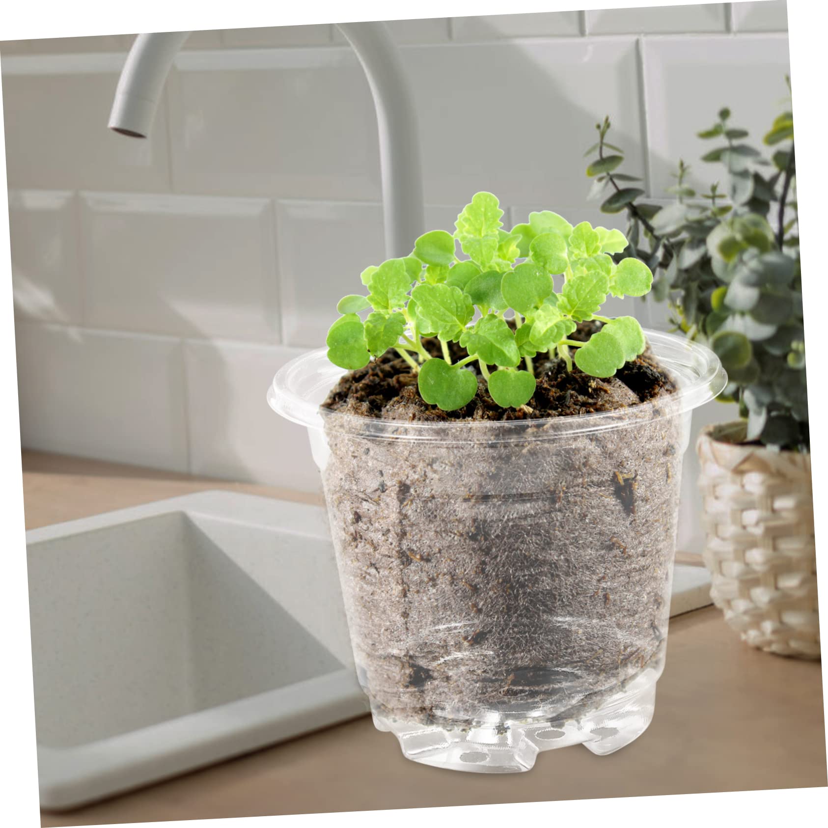 LATERN 30 Vasetti Trasparenti Per Piantine 10cm Con Cupole Umidità E Fori Di Drenaggio + 10 Etichette