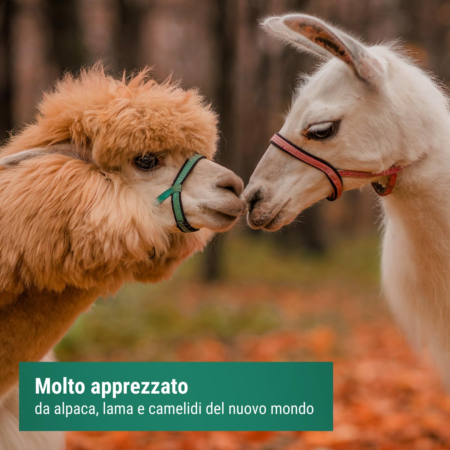 Agrarzone Mangime per alpaca in muesli 20 Kg - Formula muesli 'light' a ridotto contenuto proteico - Ideale per l'alimentazione di alpaca, lama, cammelli e cavalli